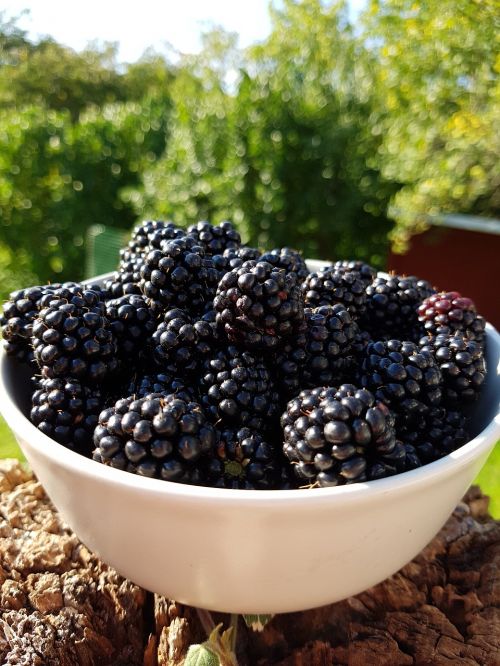 harvest berry blackberry