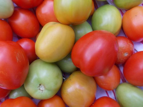 harvest tomato food