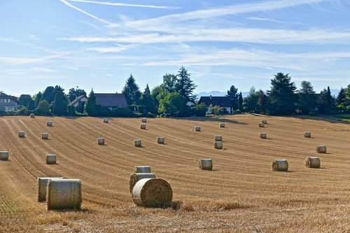 harvest  bales  hay