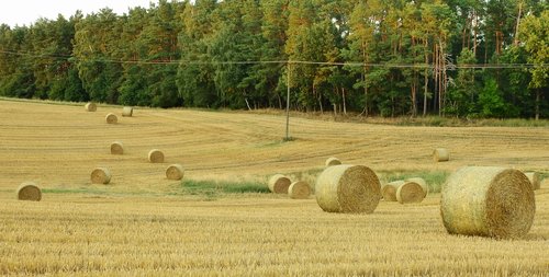 harvest  agriculture  field