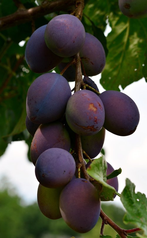 harvest  garden  plums