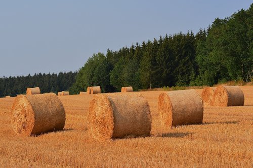 harvest  straw bales  summer