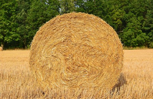harvest  straw bales  agriculture