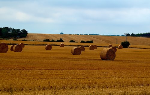 harvest  straw bales  field