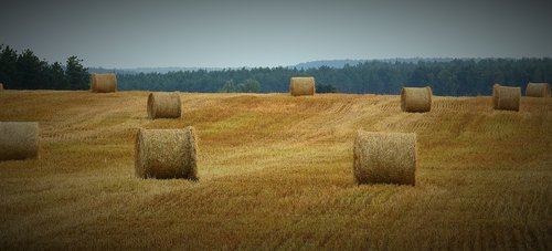 harvest  field  figure