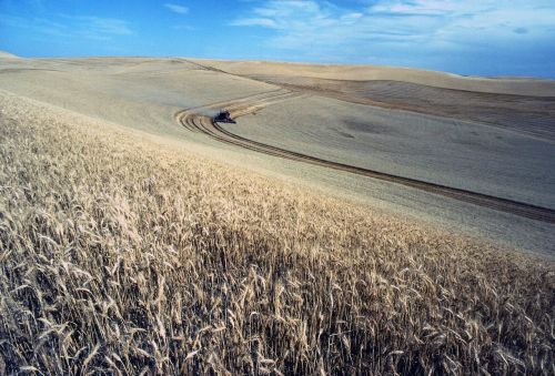 harvest wheat field