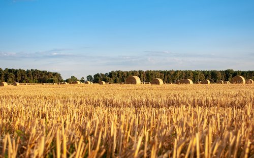 harvest  corn  hay