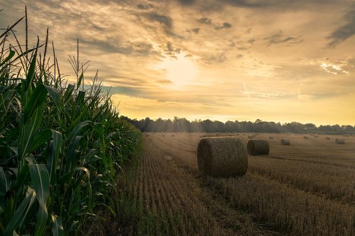 harvest  cornfield  agriculture