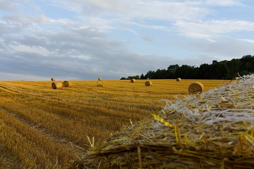 harvest  straw  agriculture