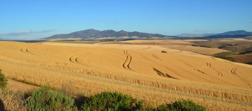 harvest fall wheat