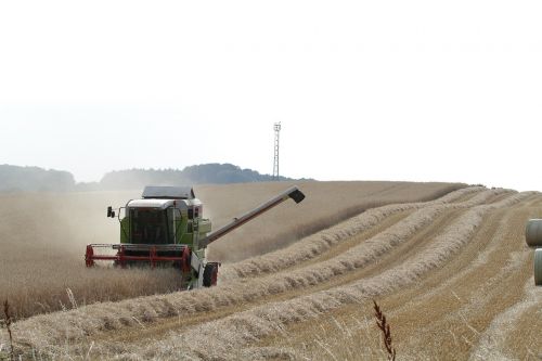 harvest agriculture field