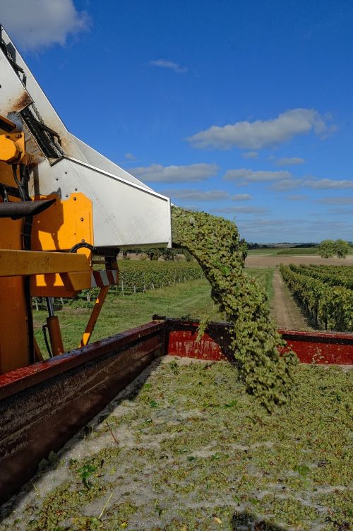 harvest vines agriculture