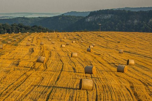 harvest field summer