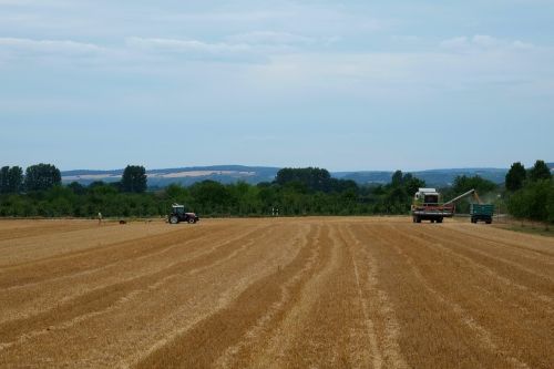 harvest agriculture field