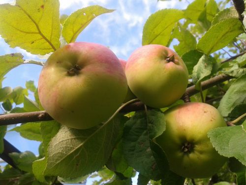 harvest apple apple tree