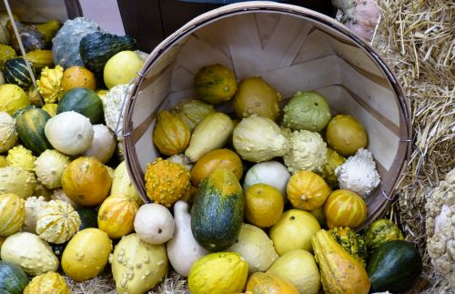 Harvest Gourd Cornucopia