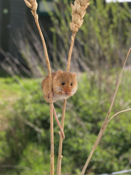 harvest mouse  small  shy