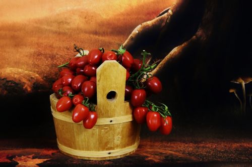 harvest tomatoes wooden bucket vegetables