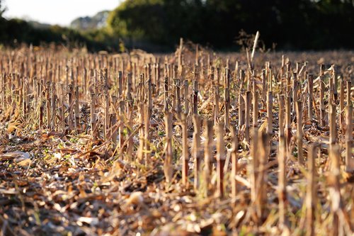 harvested corn  food  field