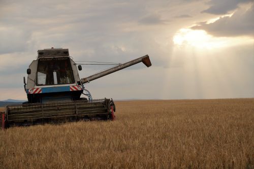 harvester harvest grain