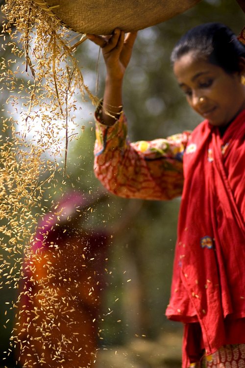 harvesting  village  women