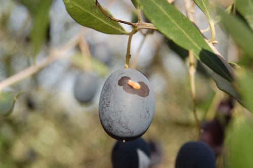 harvesting olives olive oil olives