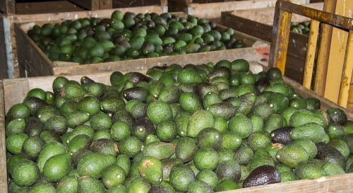 hass avocado avocados fruit