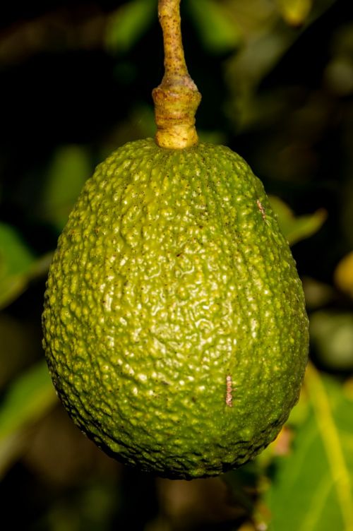 hass avocado avocado fruit