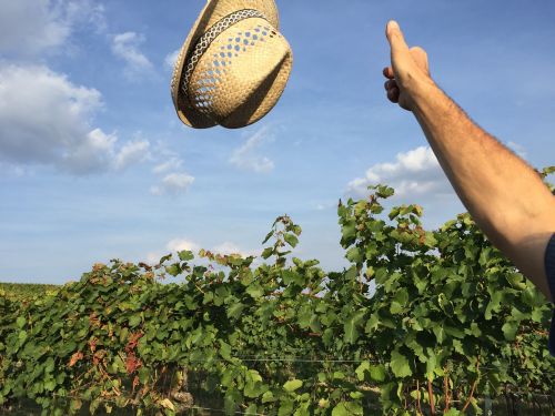 hat vineyard autumn