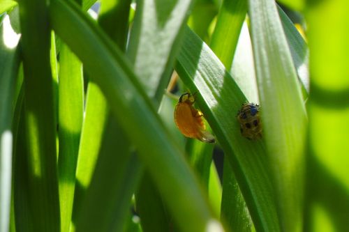 hatched ladybug bug