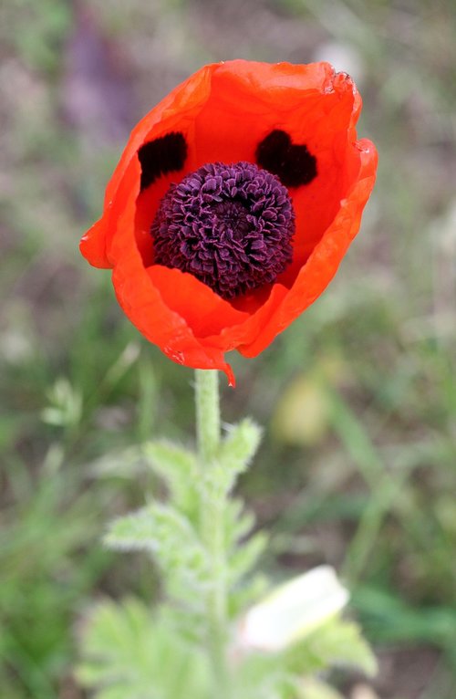 hatching  poppy  flower