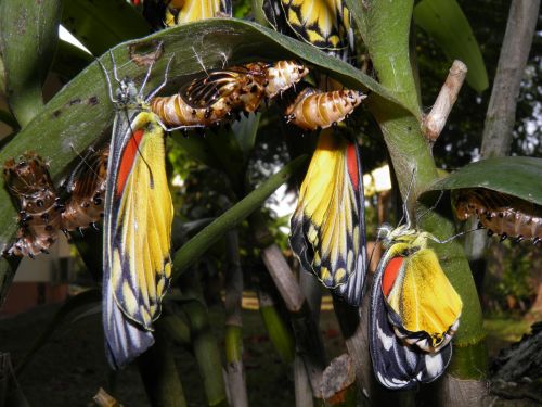 hatching butterflies garden