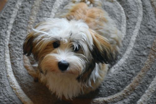 havanese dog puppy