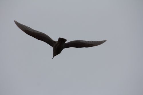 havmåge seagull flying