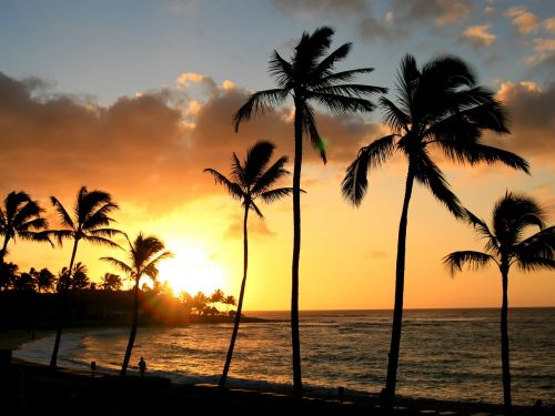 hawaii tropical palm tree