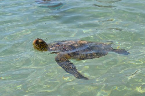 hawaii sea turtle honu