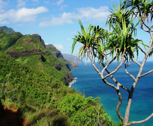 hawaii tree tropical