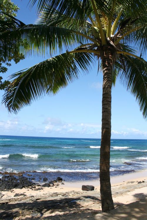 hawaii kauai palm tree