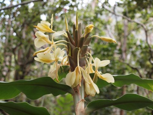 hawaii blossom bloom