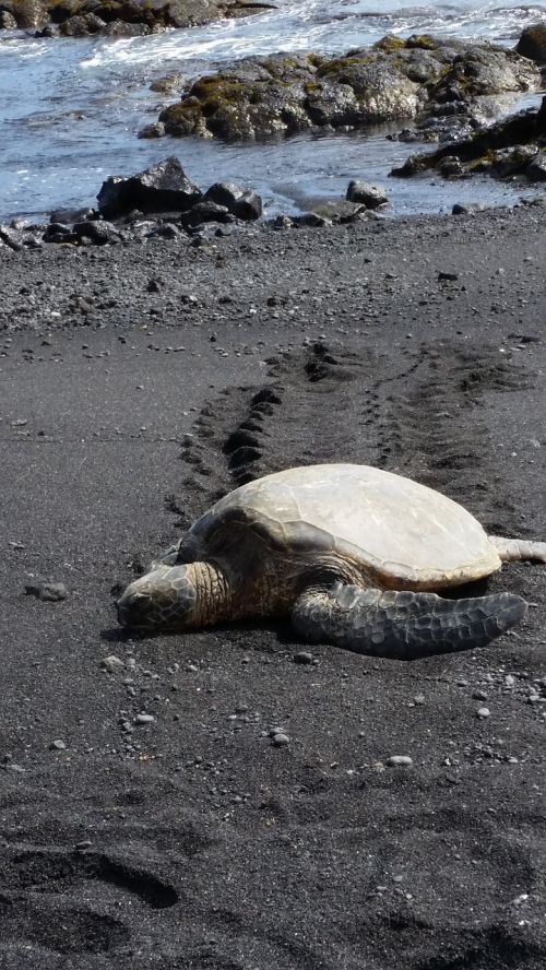 hawaii sea turtle black sand