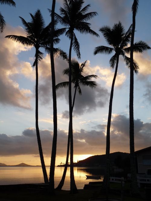 hawaii holiday palm trees