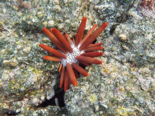 hawaii sea urchin tropical