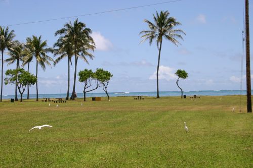 hawaii beach palm trees