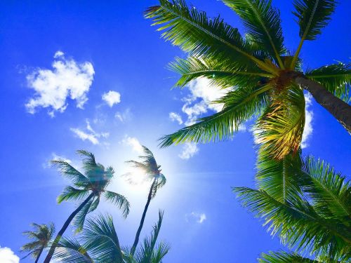 hawaii aloha palmtree