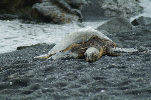 hawaii  turtle  the sea is for