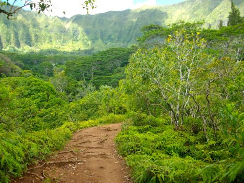 hawaii hiking path