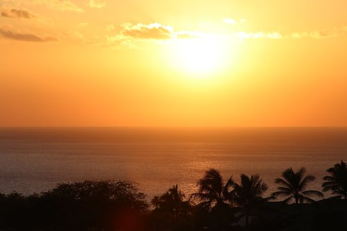 hawaii  palm  sunset