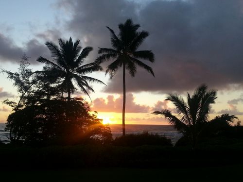 hawaii palm trees kauai sunrise