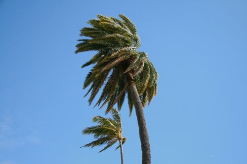 hawaii palm wind