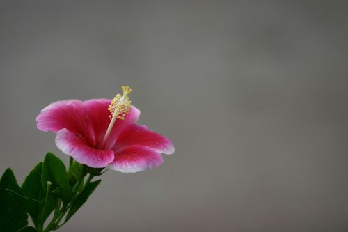 hawaii flower hibiscus